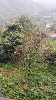 Sincan Yenikent İlyakut Mahallesinde Odam Çiftliginde Odam Mevkii 4 500 M2 Hisseli Tarla Satılık