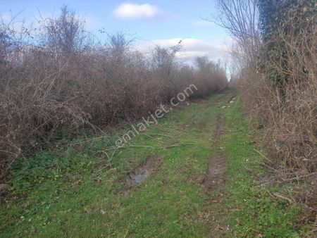 Samsun Terme Yerli Koyunde Satiilik Arazi