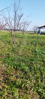 Yetiş Emlaktan Satılık Meyve Bahçesi 32 Dönüm Mustafakemalpaşa Da