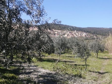 Kocamehmetler De Köy Civarında Harika Zeytinli Tarla 4.810m2