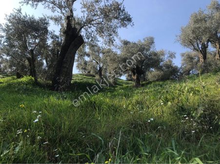 Aydın Nazilli Dallıcada Satılık Fırsat Zeytinlik Bahçe