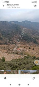 İzmir Torbalı Gold Emlaktan Satılık Zeytinlik