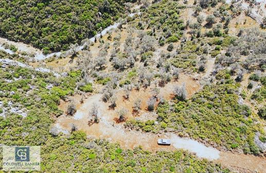 Karaburun Eğlenhoca'da Zeytin Ağaçlı Tarla
