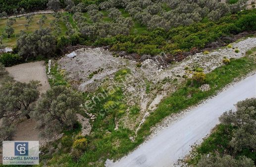 İzmir Karaburun Eğlenhoca'da Satılık Tarla