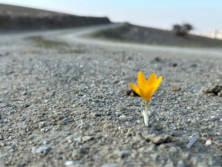 ^-^ Civanpınar Mevkii-250 M2 Hisse-102/53-hobi Bahçesi-yatırımlık ^-^