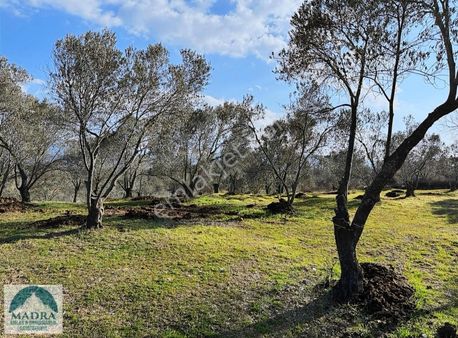 Balıkesir Burhaniye Tahtacı Köyü Zeytinlik