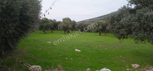 Kuşadası Bahçecik Boğazında Satılık İmar İçinde