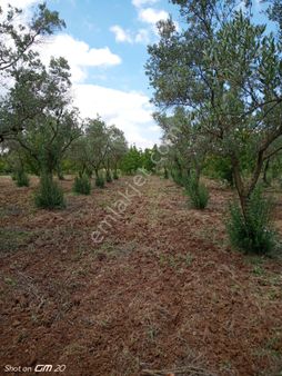 Bursa Orhangazi Çakırlı'da Satılık Zeytinlık