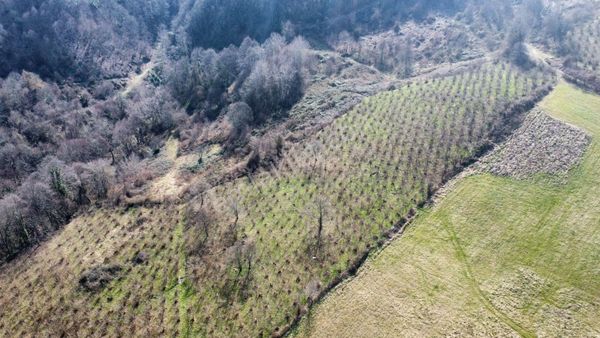 Remax Palas'tan Düzce Merkez Güven Köyü Satılık Fındıklık