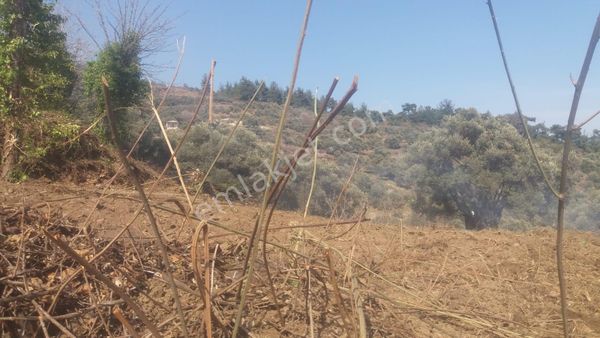 Koyuncu Group Tan Bayındır Kızıloba Da Satılık Zeytınlık