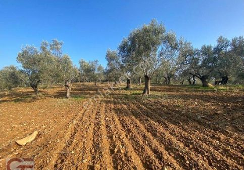 Burhaniye Kızıklı Da Kadastro Yollu Zeytinlik