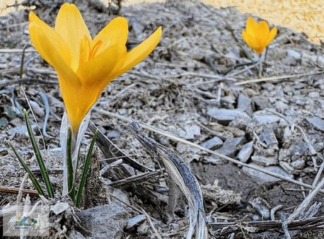 Kıbrısköy Mahallesi Tarla Hisseleri İçin Doğru Adrestesiniz