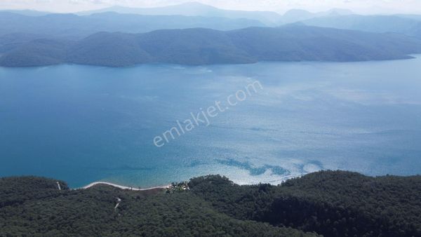 Muğla Menteşe Kuyucak Satılık Zeytinlik