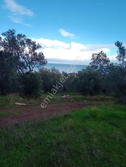 Burhaniye Pelitköyde Denizmanzaralı Denize 300 Metre Satılık Arsa