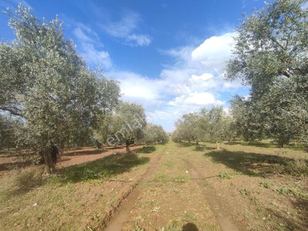 Utku Gayrimenkulden Akhisar Hasköy Mahalesinde Satılık Zeytinlik