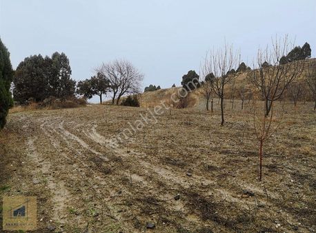 Yarısı Yetişmiş Kirazlık Yarısı Boş 6 Dönüm Arazi