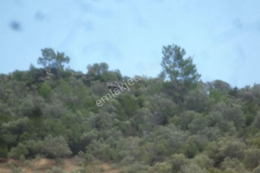 İzmir Torbalı Gold Emlakta Bayındırda Satılık Zeytinlik