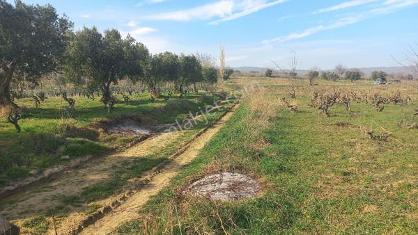 Mursallı Mah,de 55oo M2 İçerisinde Zeytin Üzüm Ve Çeşitli Meyva Ağaçları Bulunan Yol Olan Satılıktı