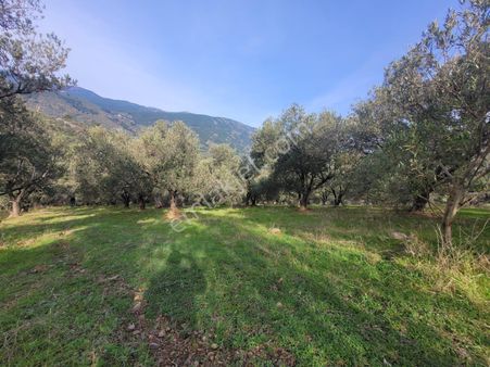 Halil Akman Dan Satılık Beyobada Doğa Manzaralı Verimli Zeytinlik