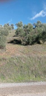 Pelitköy De İmara Yakın Kelepir Fiyata Deniz Manzaralı Zeytinlik