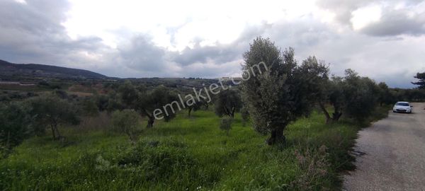 İzmir Torbalı Saipler Köyünde Satılık Zeytinlik