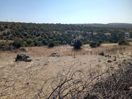 Manisa Koruköy De Satılık 18.000 M2 Boş Tarla 2.200.000 Tl