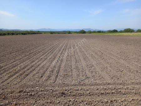 Manisa Akhisar Da Satılık 23.500 M2 Tarım Ve Hayvancılık İçin Uygun Tarla