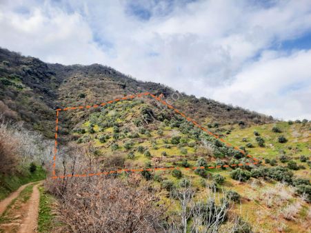 Rahmanlarda İncir Ve Zeytinlik..