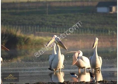 Yağlıpınarda Göl Manzaralı Satılık Hobi Bahçesi