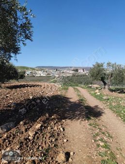 Ncr'den Çift Başı Resmi Yol 5118m2 Süper Konumda Zeytinlik