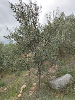 Emlak Dünyası Karacasu Şubesi Portföyde