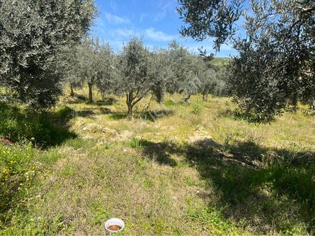 5600 M2 Verimli Duz Zeytinlik