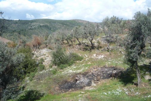 İzmir Torbalı Gold Emlaktan Satılık Zeytinlik