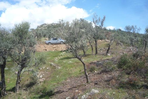 İzmir Torbalı Gold Emlaktan Satılık Zeytinlik