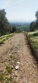 Bayındır Yakapınar Mahallesinde Zeytinlik Satılıktır