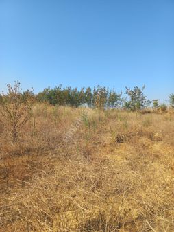 Acil Bilecik Söğüt'de Gecitli Köyüne 1 Km Yakınlıkta Tarla