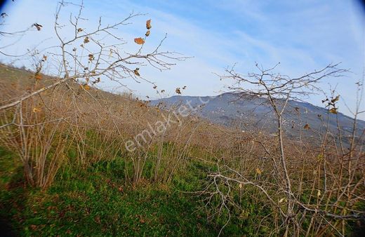 Ordu Merkeze Yakın,düz,deniz Manzaralı Bahçe İsteyenler Buraya