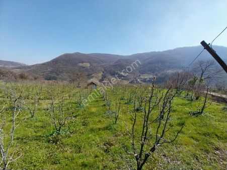 Kocaeli Gölcük Hamidiye Mahallesi Karakaşlarda Satılık 10194 M² Bahçe