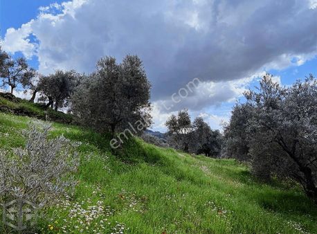 İzmir Selçuk Abuhayat Bölgesinde 3300 M2 Zeytinlik Satılık