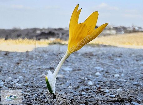 Yakupabdal Arsa İçin Güncel Bilgi-doğru Adres-alınır Satılır