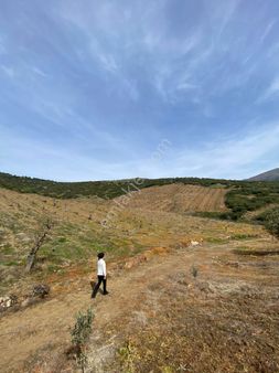 Manisa Salihli Poyrazdamları Mahallesinde 74.258m² Zeytinlik Satılık