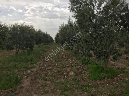 Akhisar Kızlaralanında 12500 Mt2 Elektrik Ve Sulu Arsa