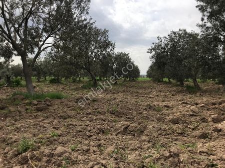 Akhisar Kızlaralanında 16000 Mt2 Sulu Arsa Tek Tapu