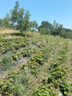 Bursa Karacabey Yarış'ta Su Havuzlu Doğa Manzaralı Satılık 10.255 M2 Arazi