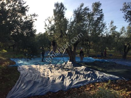 Ezine Mecidiye Köyünde 12650 M2 Zeytinlik Han Emlak Otomoti'den