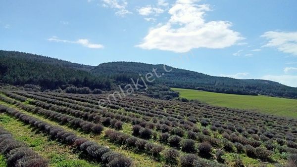 Çanakkale Gelibolu Kavakköy Beldesinde Satılık Lavanta Tarlası