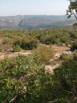 Kelepir Fiyata Tek Tapu