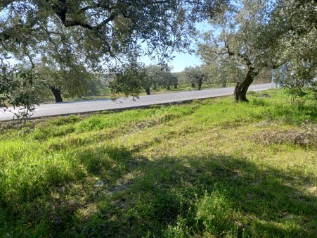 Manisa Akhisar Ballıca Da Yola Sıfır 8.200 M2 Zeytinlik 4.345.000 Tl