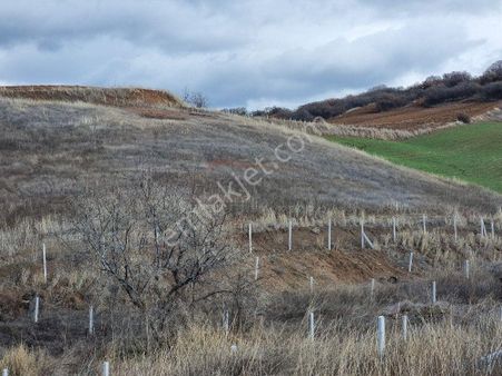 Güvenay - Çorum Serpin İlerisi 15 Dönüm Satılık Tarla