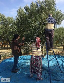 Ezine Mecidiye Köyünde 12650 M2 Zeytinlik Han Emlak Otomoti'den